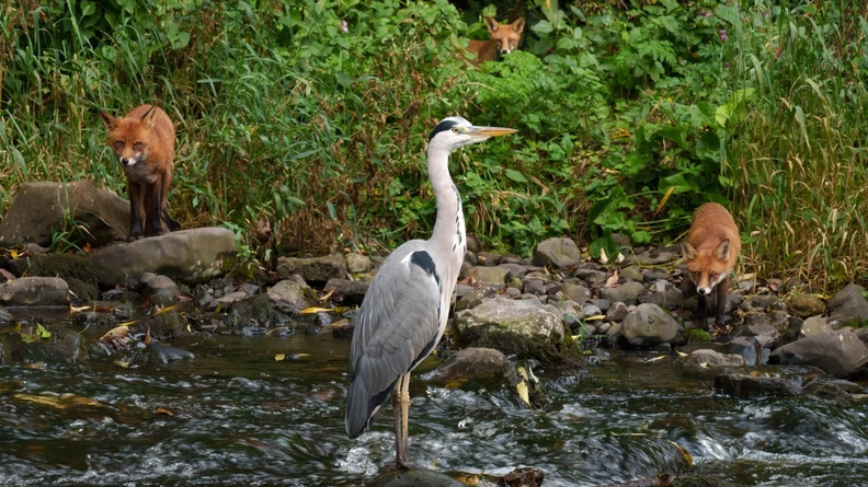 Three foxes stalk a Grey Heron, Dodder, County Dublin, Ireland